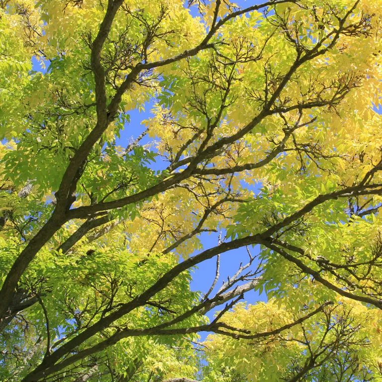 Phellodendron Amurense Leaves Turning Yellow