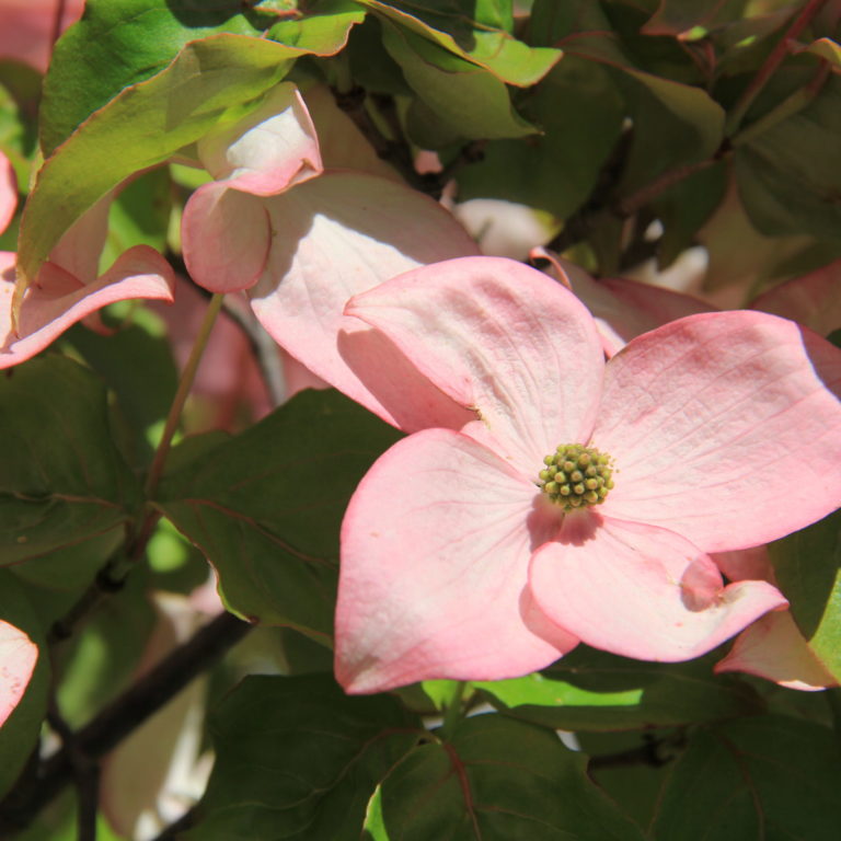Pink Flowering Dogwood Bloom