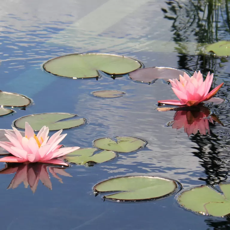 Pink Waterlilies In Reflecting Pond