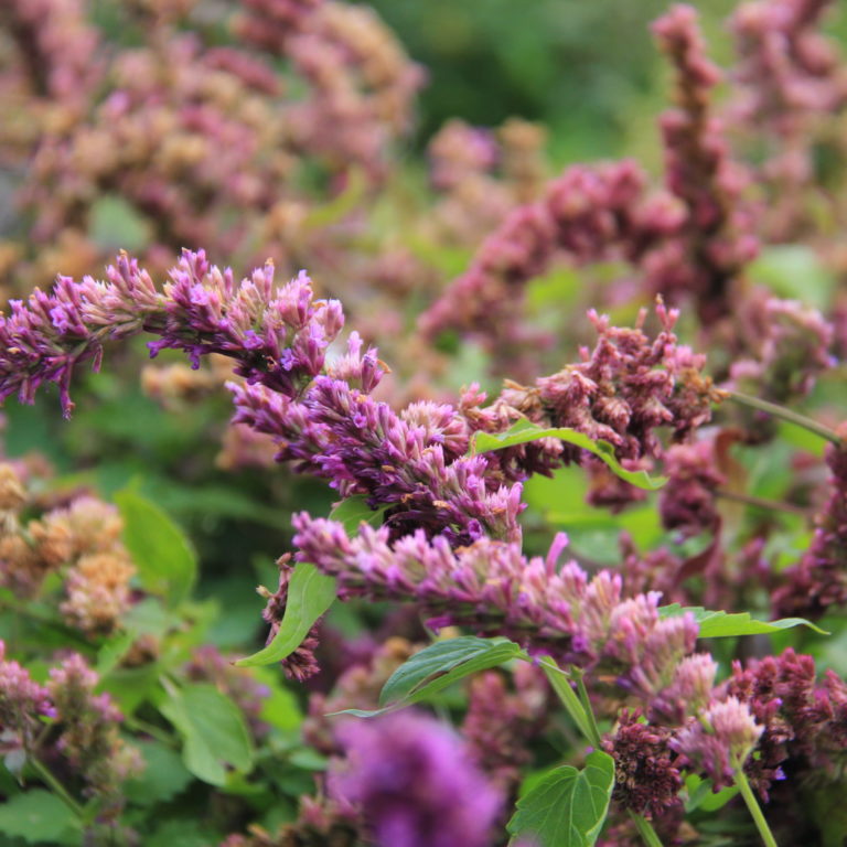 Purple Anise Hyssop Blooms
