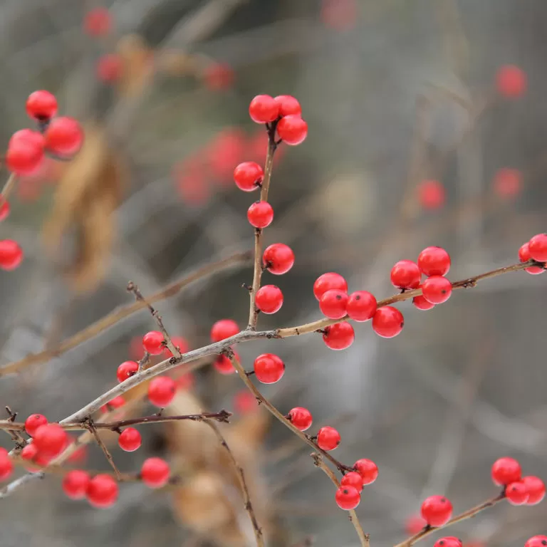 Red Berries From Winterberry