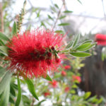 Red Bottlebrush Blooms In Greenhouse