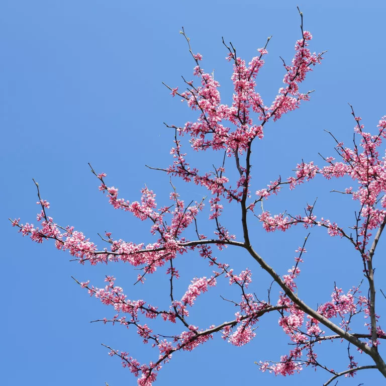 Redbud Blooms On Tree Against Blue Sky