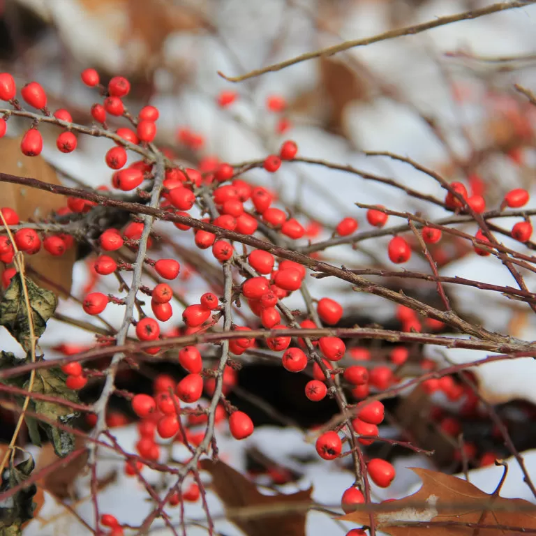 Rock Cotoneaster Red Berries In Snow