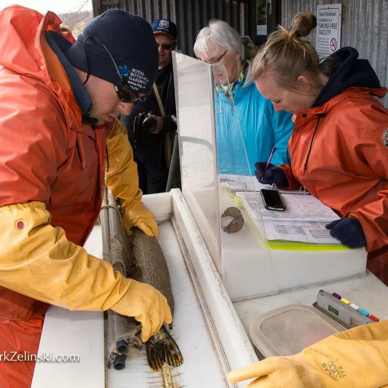 Staff Measuring Fish At Fishway Credit Markzelinski.com