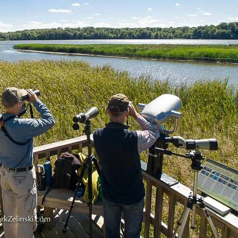 Staff With Bird Watching Equipment On Lookout In Wetlands