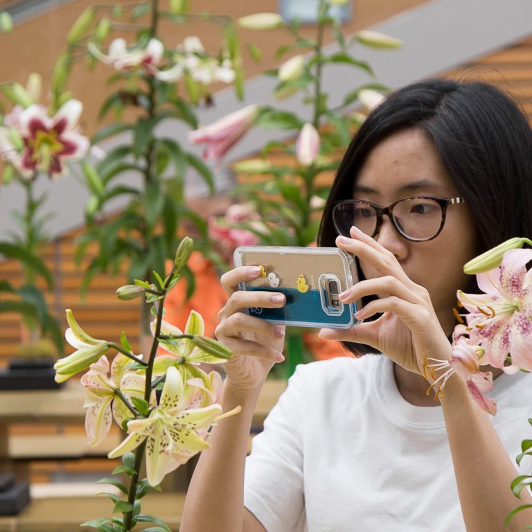 Visitor Taking Photo Of Lily Display With Phone