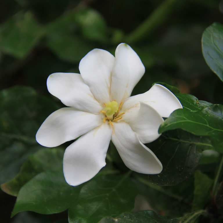 White Gardenia Thunbergia Flower