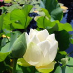 White Lotus Flower Blooming At Rock Garden