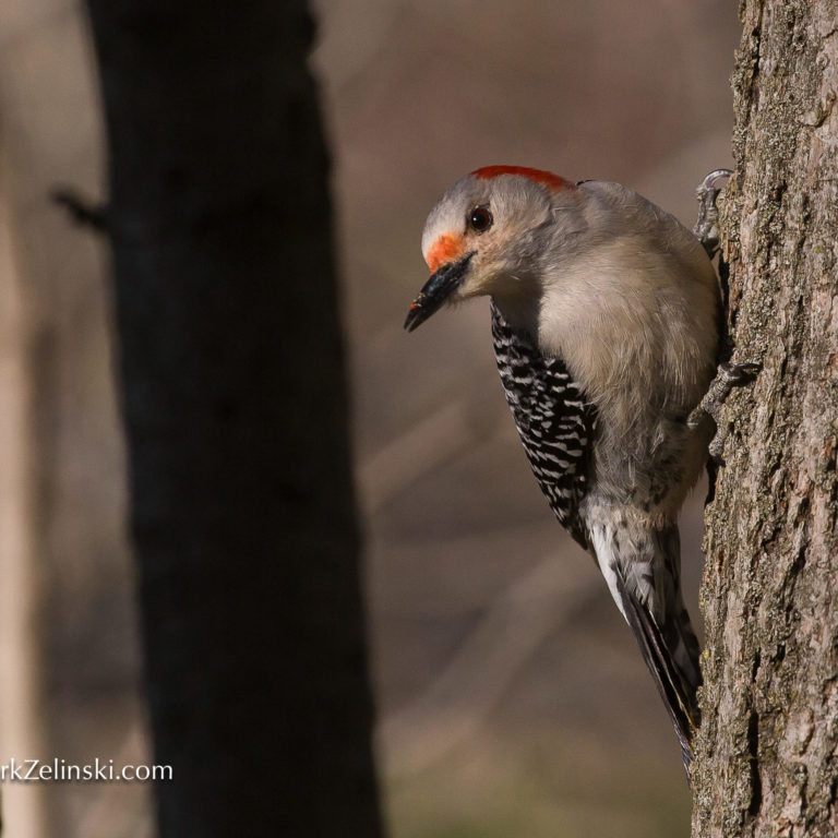 Woodpecker On Side Of Tree In Winter