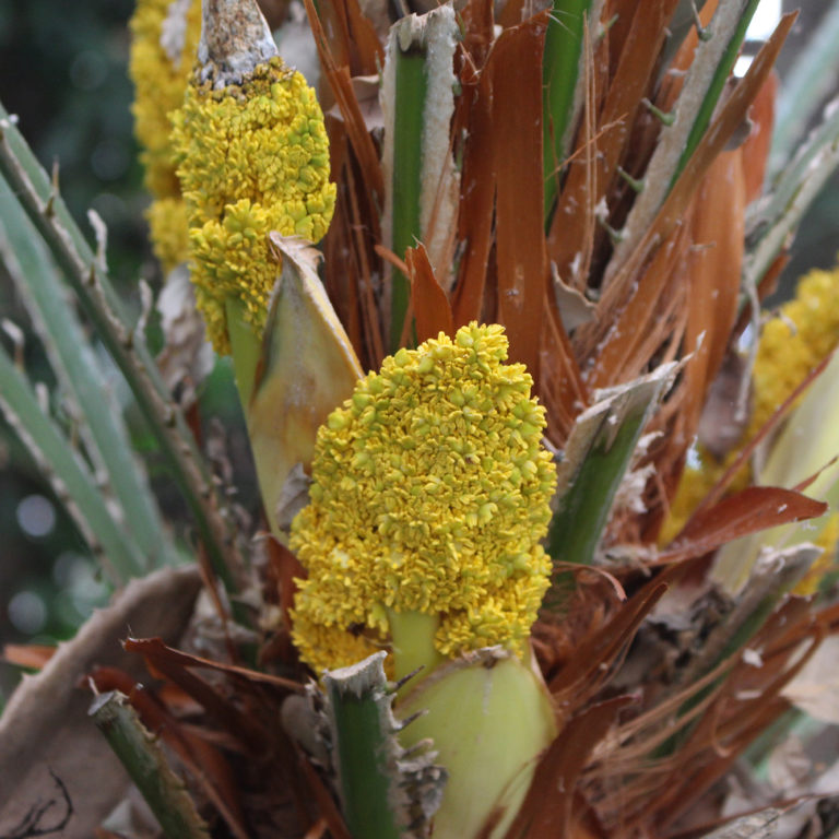 Yellow Bunches Of Blooms On European Fan Palm
