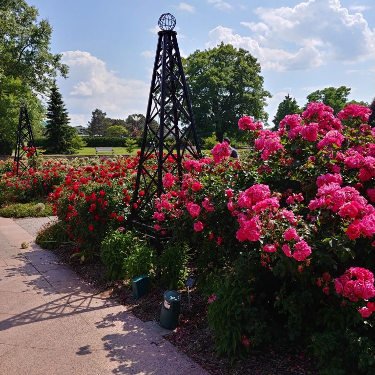 Black steel rose garden climbers surrounded by hot pink roses