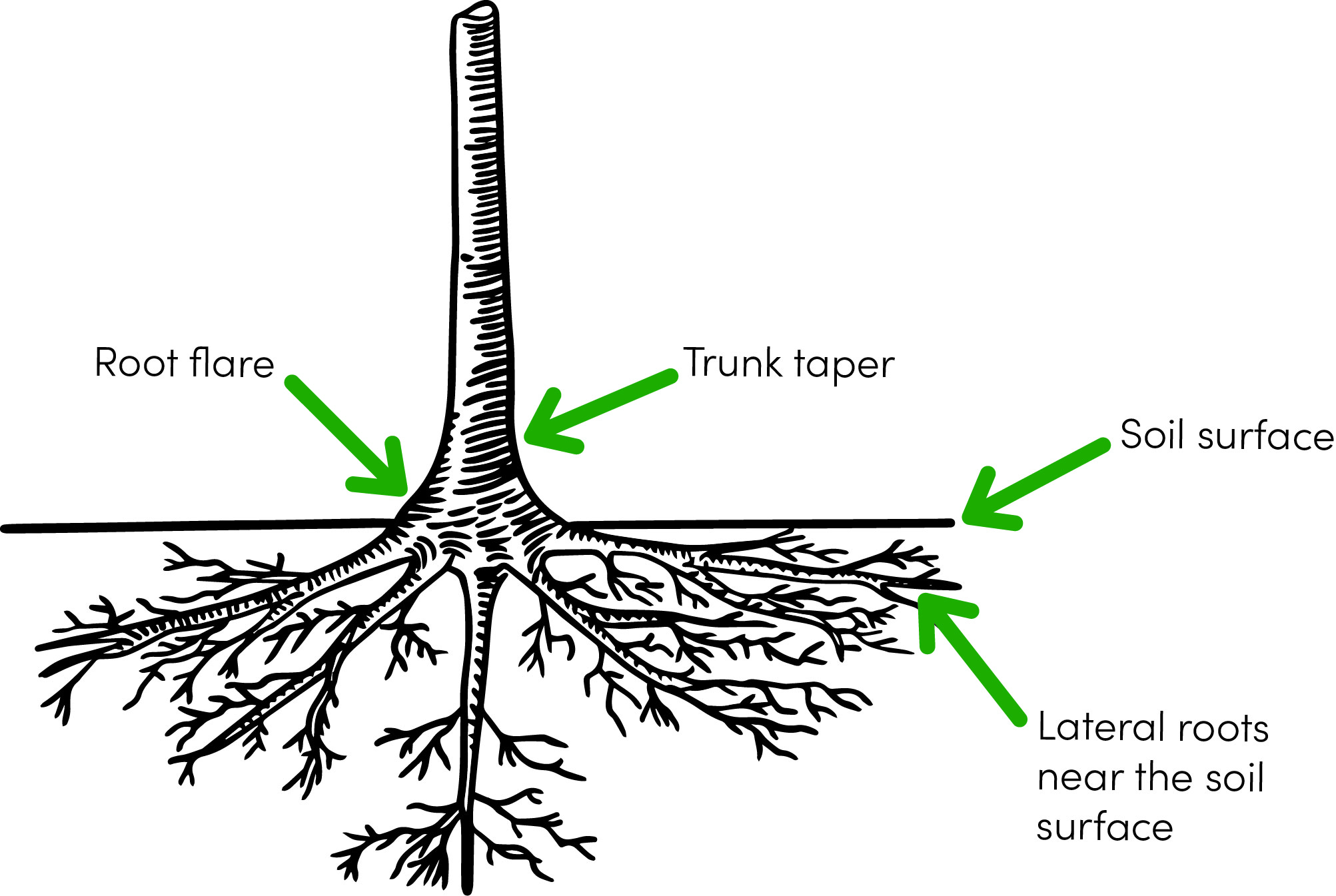 Tree Planting Tips - Royal Botanical Gardens