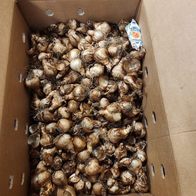 box full of flower bulbs