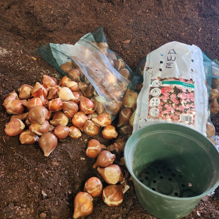 preparing soil, bulbs, and planters