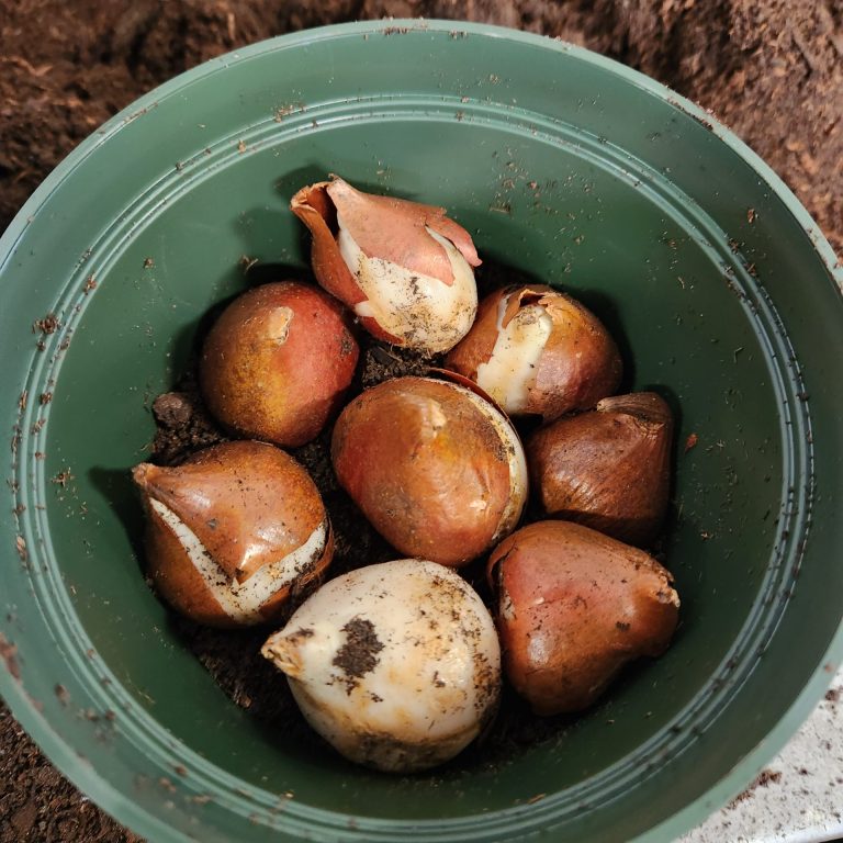 8 tulip bulbs in a round plant container