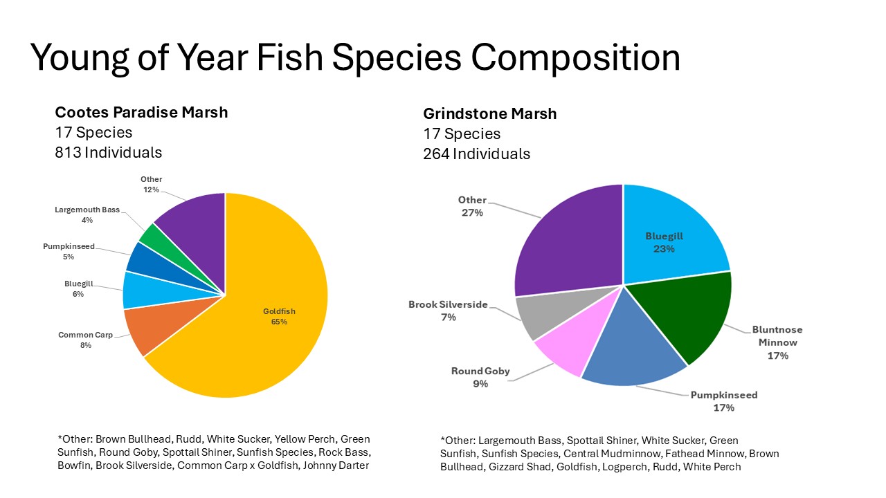 Infographic comparing young-of-year fish species in two marshes. Cootes Paradise Marsh is dominated by Goldfish (65%) among 813 fish sampled. Grindstone Marsh has a more even mix, led by Bluegill (23%) with Pumpkinseed and Bluntnose Minnow each at 17% among 264 fish.