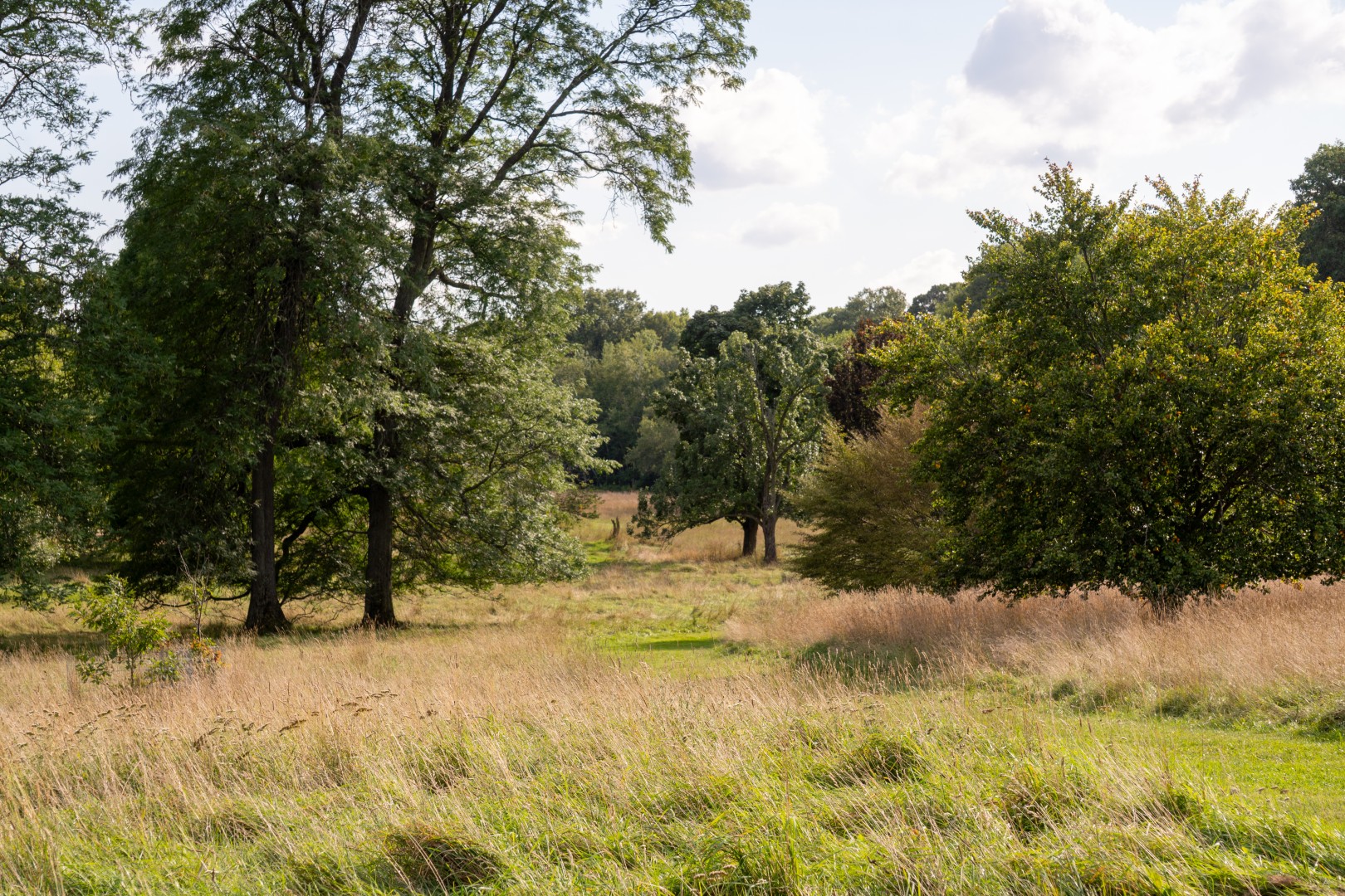 2026_Arboretum_August_03 Arboretum with long grasses, and mowed pathways throughout