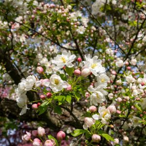 Crabapple tree almost at peak bloom with majority of flowers open