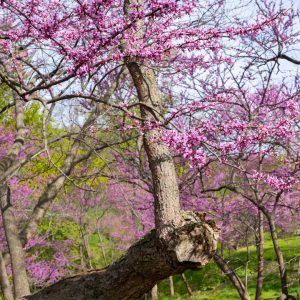 Redbud tree blooming at peak bloom