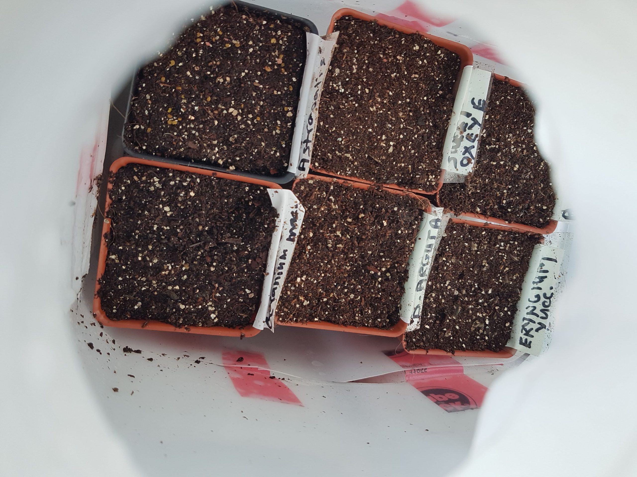 6-in-a-jug-outside-closeup six plastic containers full of soil