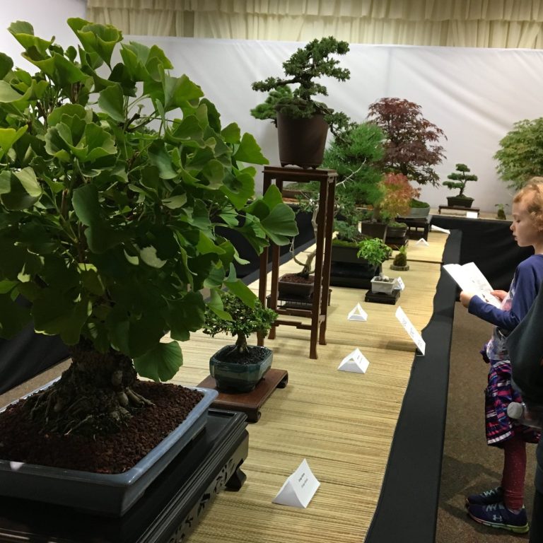 Children viewing bonsai table displays