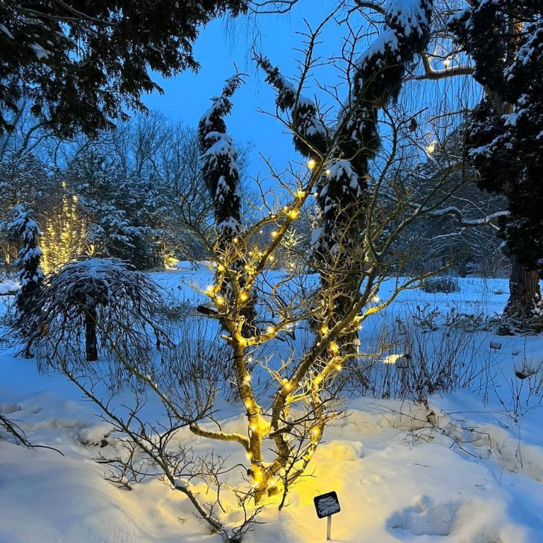 Shrub decorated with white string lights at the Rock Garden in the snow