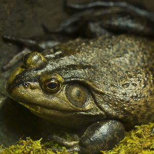 African Bullfrog African Bullfrog