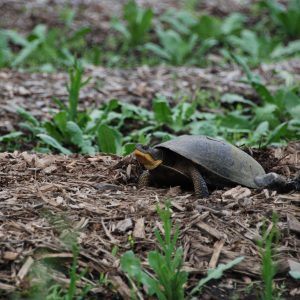 Adult-blanding's-turtle blandings turtle nesting in some mulch