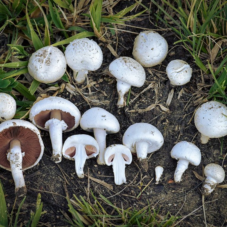 group of freshly harvested mushrooms in the grass