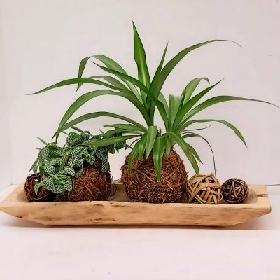 Air Gardening Arrangement of air plants and decorative balls on wooden tray