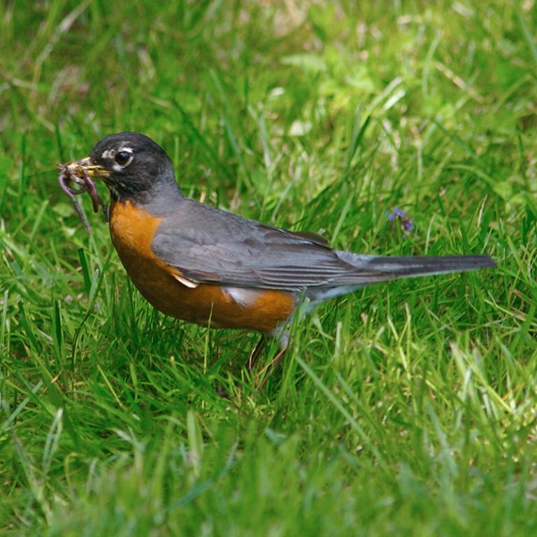 Robin with earth worm in beak