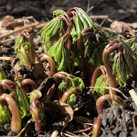 Anemonopsis macrophylla budding