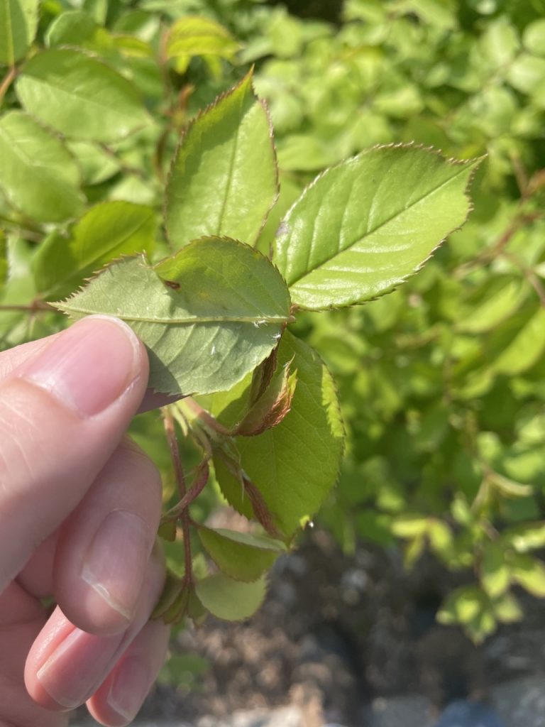 War of the Roses: Parasitic Wasp vs Aphid - Royal Botanical Gardens