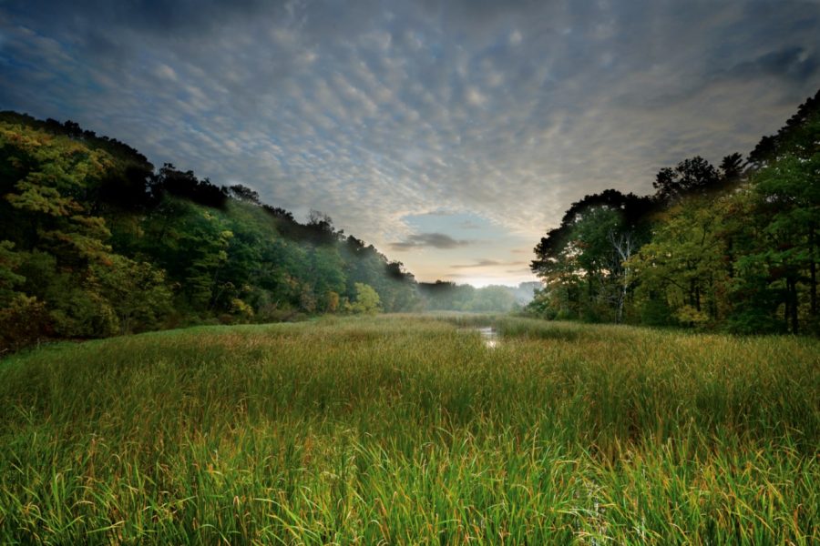 Aquatic Plants in Wetlands Aquatic Plants in Wetlands