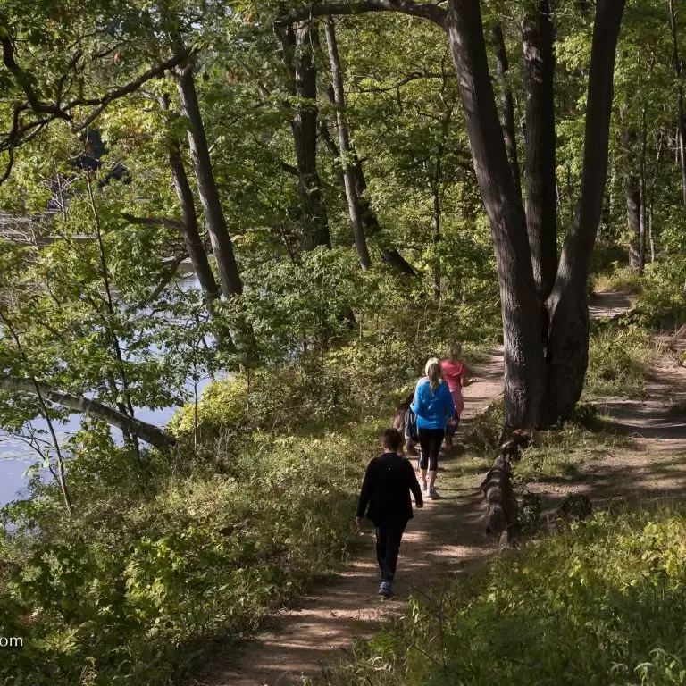 people walking along a forest trail along the edge of cootes paradise marsh