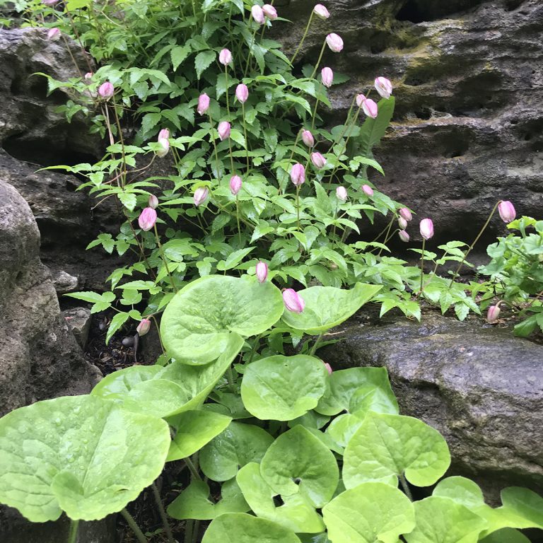 Asarum canadense Clematis 'Pink Flamingo'