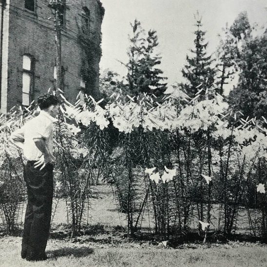 An archival photograph of a man looking at a large number of tall, white Creelman lily plants outside the Ontario Agricultural College