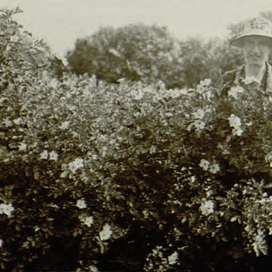 Archival photo of Isabella Preston standing with rose bush