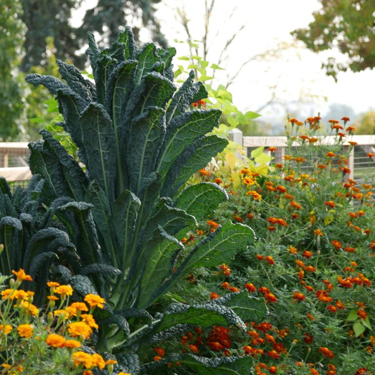 Big Kale and small orange flowers in a vegetable patch