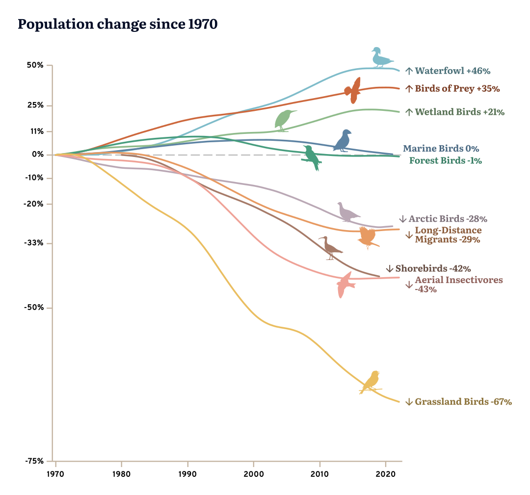 Line chart titled “Population change since 1970” showing trends for different bird groups. From 1970 to the early 2020s, waterfowl increase the most (+46%), followed by birds of prey (+35%) and wetland birds (+21%). Marine birds remain stable (0%) and forest birds show a slight decline (-1%). Several groups decline: Arctic birds (-28%), long-distance migrants (-29%), shorebirds (-42%), and aerial insectivores (-43%). Grassland birds show the steepest drop, declining by about 67%.