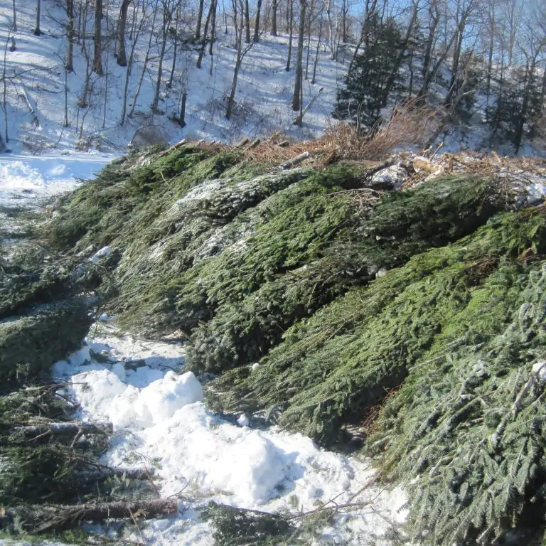 stacks of donated Christmas trees atop the ice to form a barrier in Grindstone creek