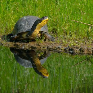 Blanding's Turtle Blandings turtle on shorline reflected in water