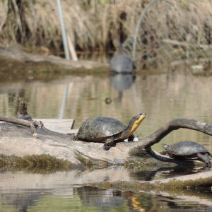 Blandings-turtle-Carmen-basking-with-others Blandings turtle basking on a sunken branch with other painted turtles