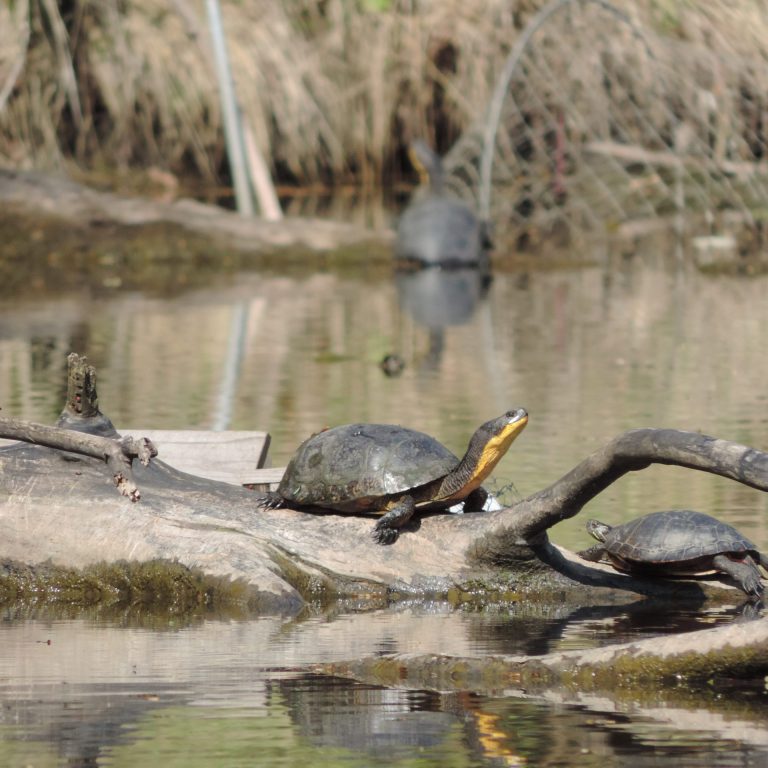 Blandings turtle basking on a sunken branch with other painted turtles