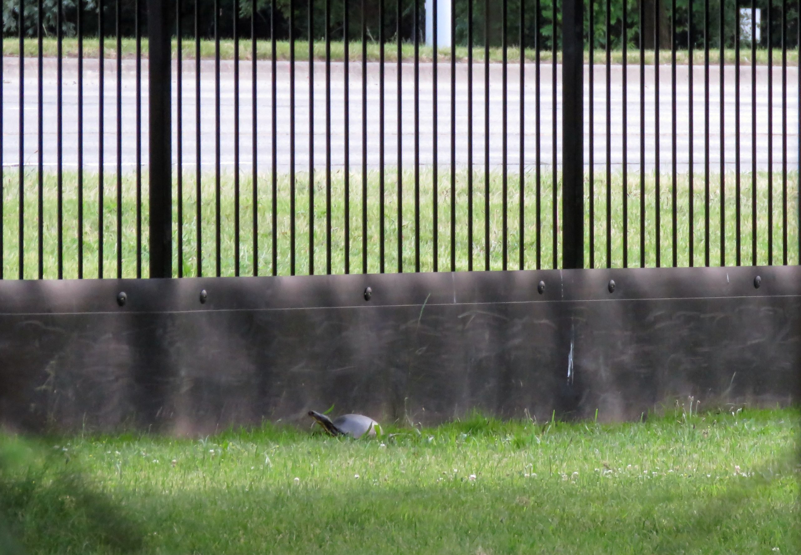 nesting Female Blanding’s Turtle at the Hendrie Garden Fence Wildlife Barrier by Plains Road.