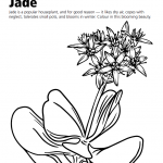 Blossoming Jade Activity Sheet Blossoming Jade Activity