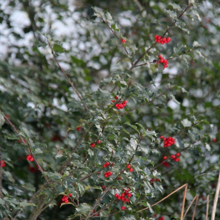 Holly bush with bright red berries