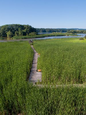 Boardwalk through a wetland at cootes paradise credit-markzelinski Boardwalk through a wetland at cootes paradise credit-markzelinski