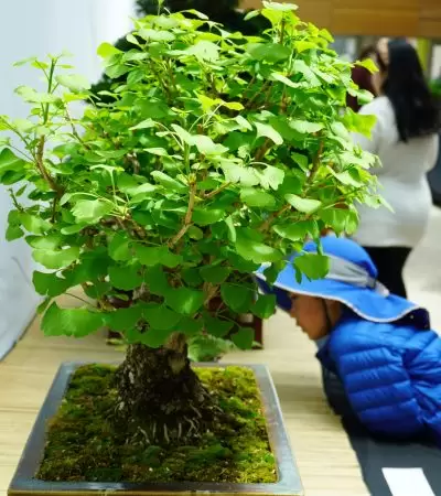 young child looking closely at a ginkgo tree bonsai on table display